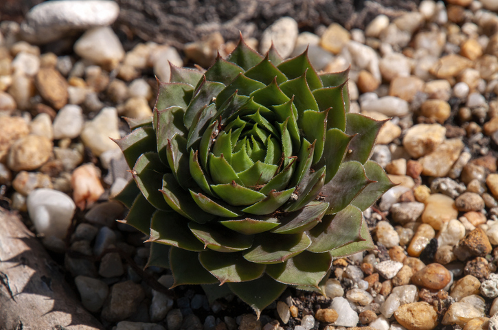 Eine waschechte Sonnenanbeterin