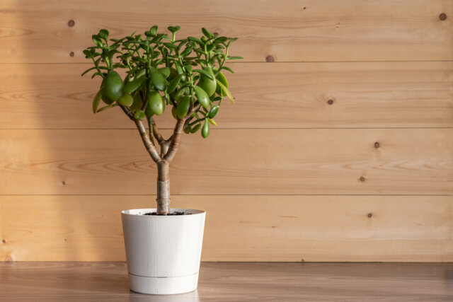 Einen Geldbaum richtig überwintern