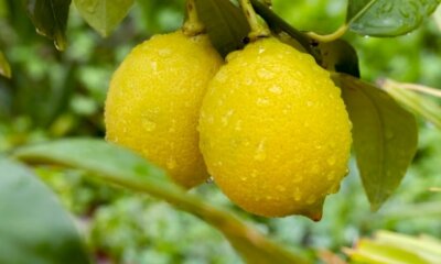Einen Zitronenbaum richtig gießen