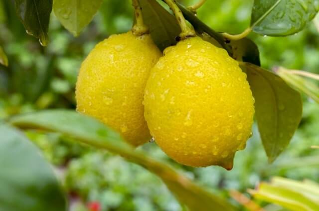 Einen Zitronenbaum richtig gießen