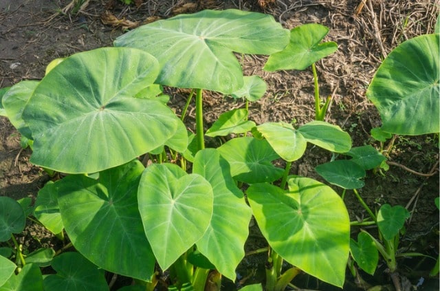 Elefantenohr - sind die Knollen essbar