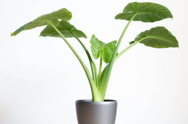 Elefantenohr überwintern - die besten Pflegetipps