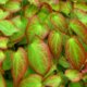 Elfenblume ist leicht giftig