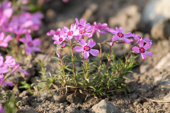 Empfohlener Zeitpunkt der Pflanzung
