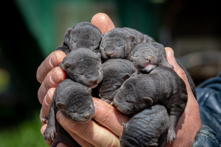 Entwicklung der Jungen