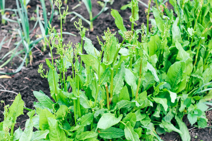 Erkennung von Sauerampfer