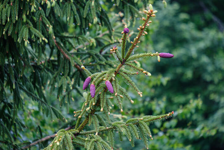 Erkennung von weiblichen Blüten