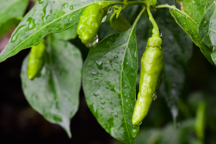 Ermittlung des Wasserbedarfs