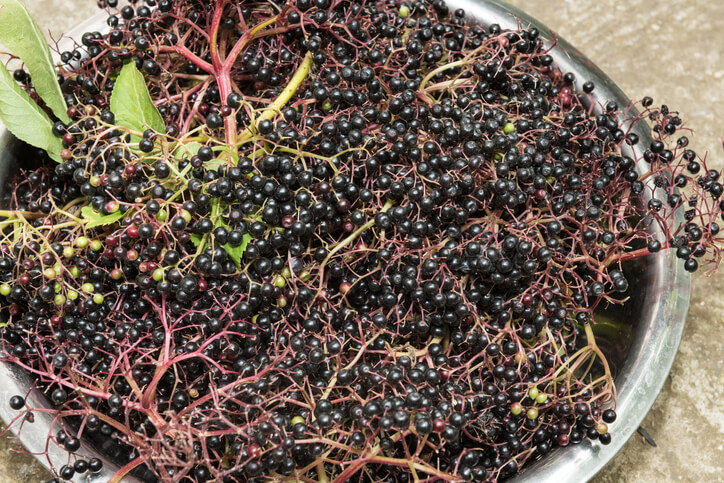 Ernte von Holunderbeeren