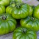 Ernte von grünen Tomaten - so lassen Sie sie nachreifen!