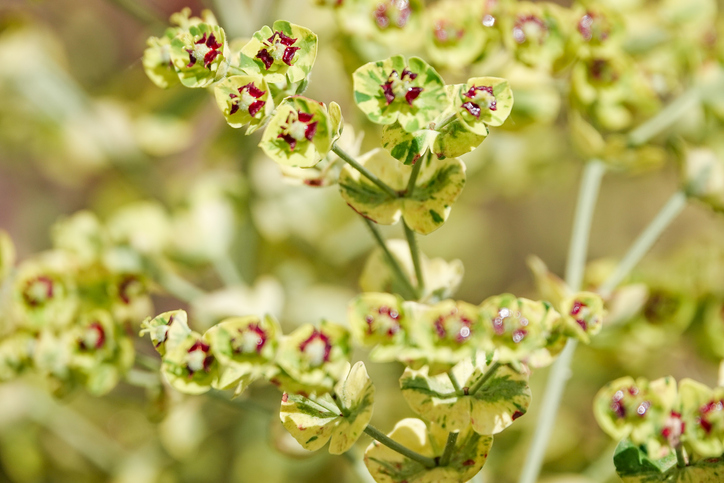 Euphorbia Arten