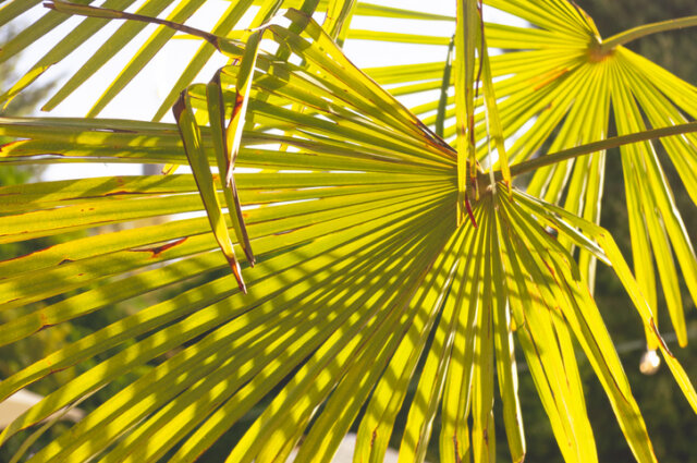 Fächerpalme hat braune Blätter - so können Sie die Pflanze retten!