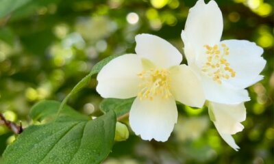 Falscher Jasmin - so schneiden Sie ihn in Form!