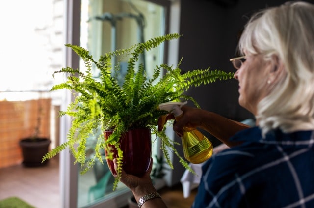 Farn - kann man ihn auf dem Balkon kultivieren