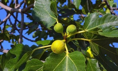 Feige bekommt braune Blätter - was tun