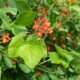 Feuerbohnen - wann, wohin und wie pflanzt man sie