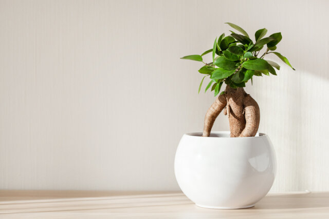 Ficus Ginseng bekommt gelbe Blätter - mögliche Gründe
