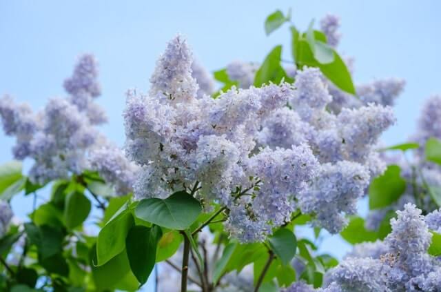 Flieder bekommt gelbe Blätter - was tun
