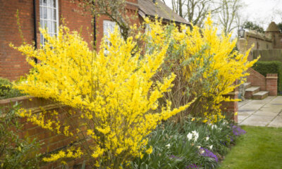 Forsythien - der passende Standort