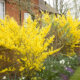Forsythien - der passende Standort