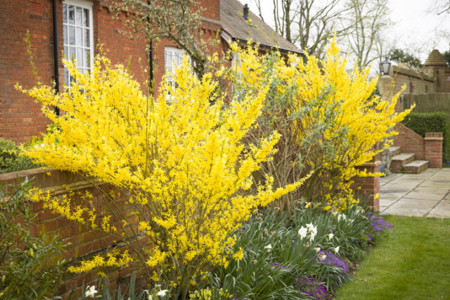 Forsythien - der passende Standort