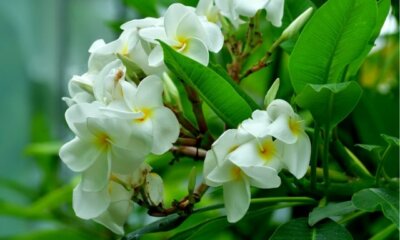 Frangipani (Plumeria) - wie oft und wie sollte sie umgetopft werden