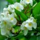 Frangipani (Plumeria) - wie oft und wie sollte sie umgetopft werden