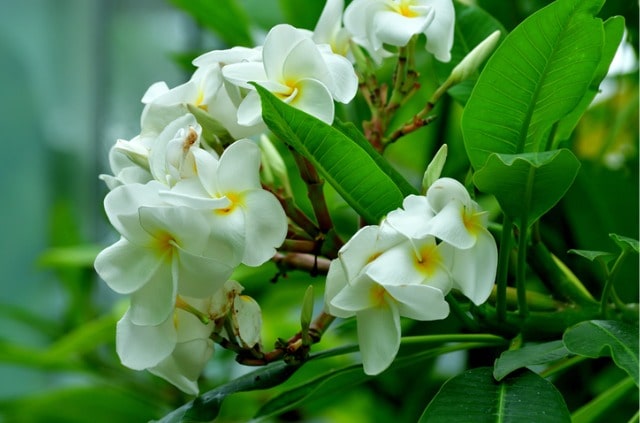 Frangipani (Plumeria) - wie oft und wie sollte sie umgetopft werden