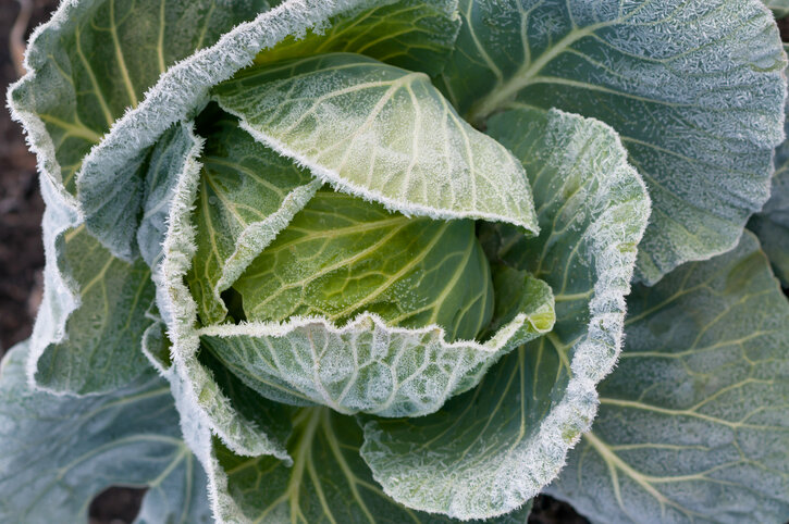 Frost- und Winterhärte von Weißkohl