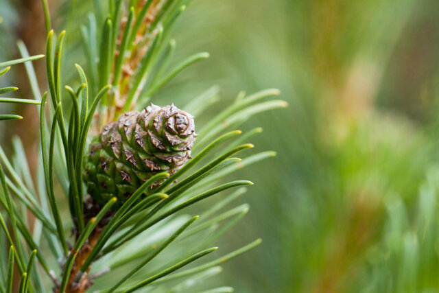 Früchte und Samen der Kiefer - Wissenswertes