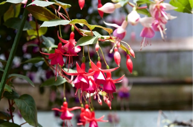 Fuchsien - giftig oder essbar