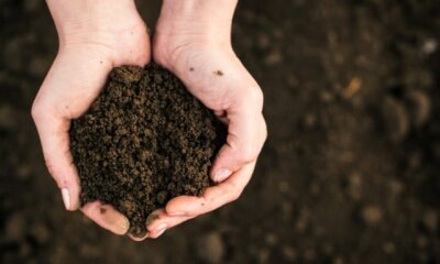 Gartenerde für den Rasen - wie Sie den Boden richtig vorbereiten!