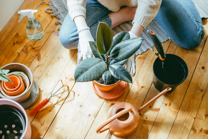 Geeignete Dünger für einen Gummibaum
