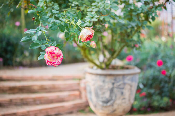 Geeignete Gefäße und Substrat zur Pflanzung