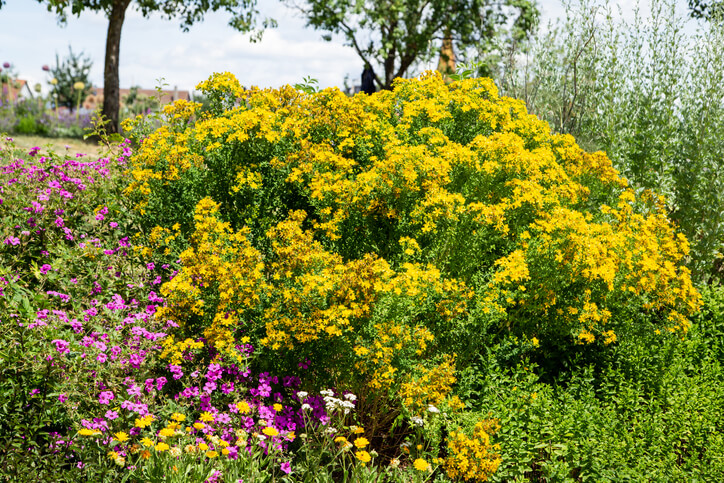 Geeignete Pflanzen für die Gartenböschung