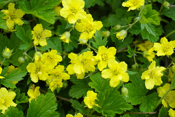 Gefährlichkeit der Waldsteinie