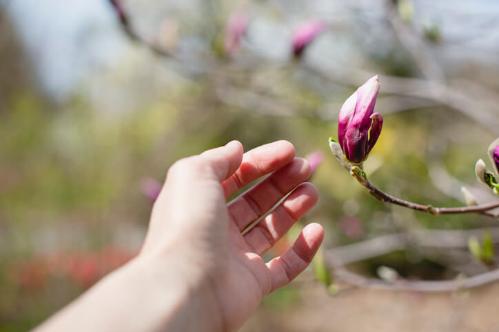 Gefährlichkeit von Magnolien für Menschen