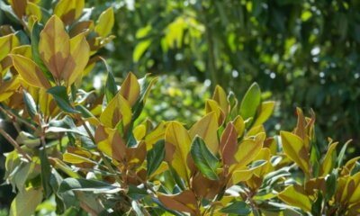 Gelbe Blätter an der Magnolie - was tun