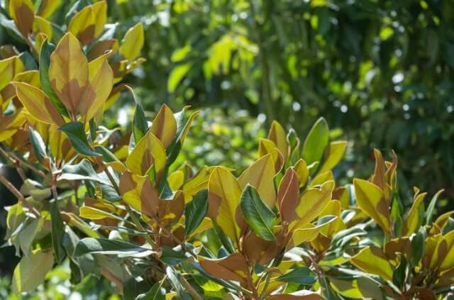 Gelbe Blätter an der Magnolie - was tun