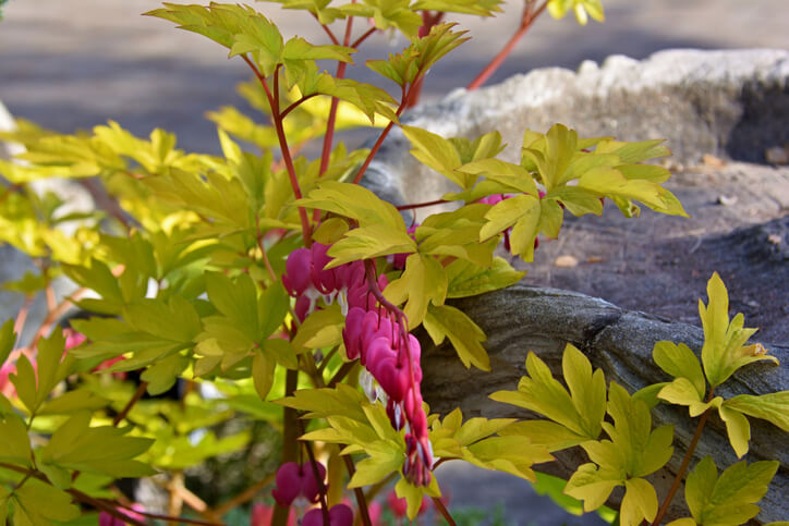 Gelbe Blätter während der Blütezeit