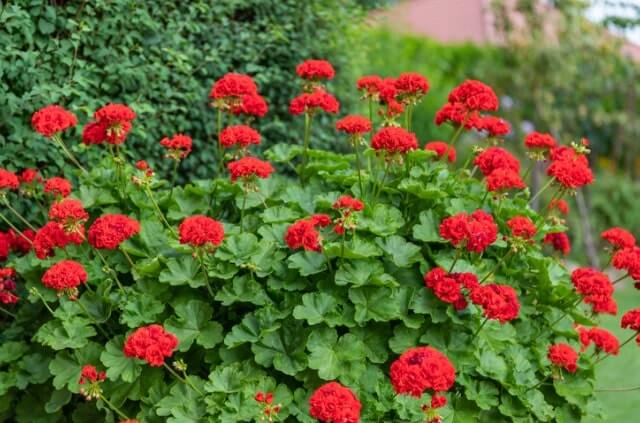 Geranien - Standort und Pflege