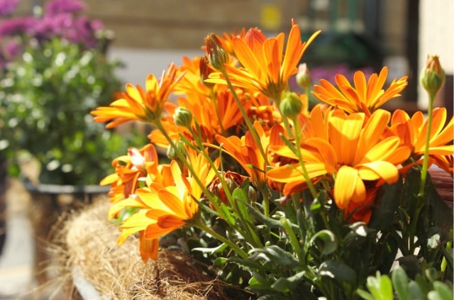 Gerbera auf dem Balkon - so gedeiht sie!