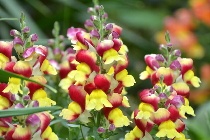 Geschmack der Blüten