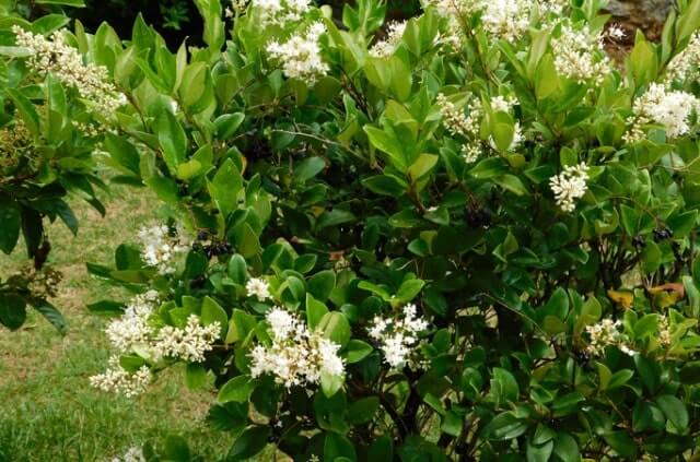 Gewöhnlicher Pflanzabstand für Liguster