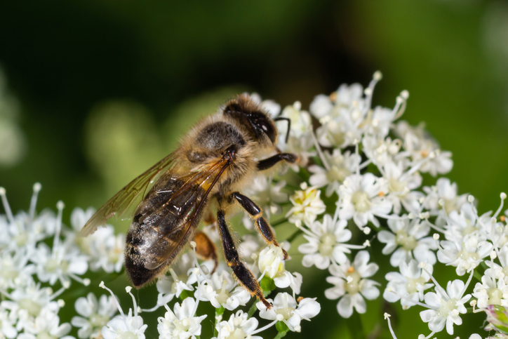 Giersch als Baustein für einen insektenfreundlichen Garten