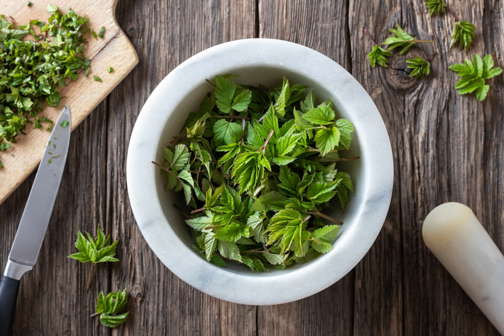 Giersch – eine Traditionspflanze