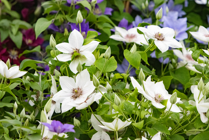 Giftige Pflanzenteile