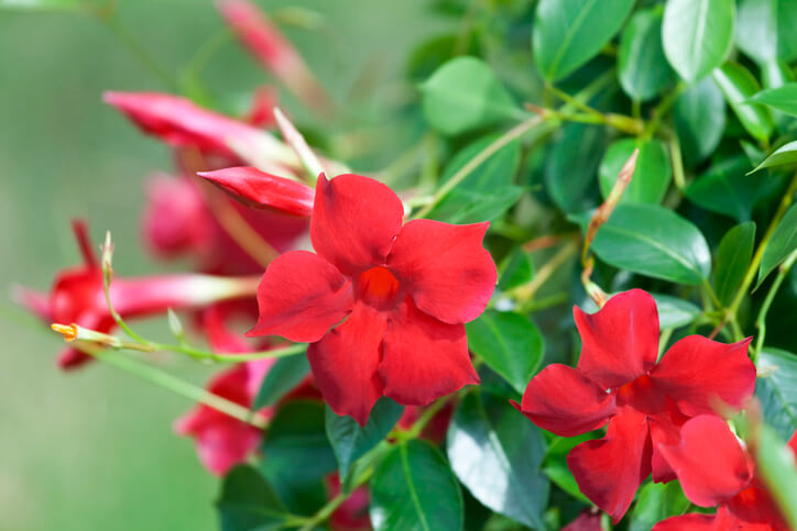 Giftigkeit der Dipladenia