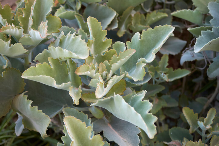 Giftigkeit der Kalanchoe für den Menschen