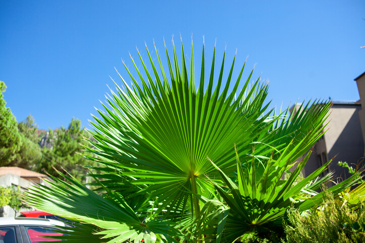 Giftigkeit der Livistona